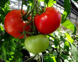 Caractéristiques et description de la variété de tomate Volgogradsky à maturation précoce 323, son rendement