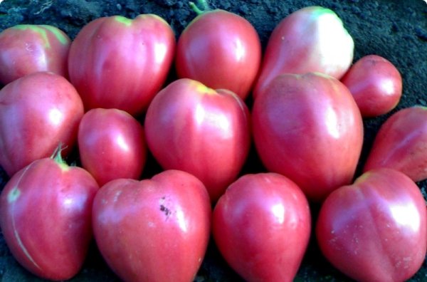 tomates de frutas