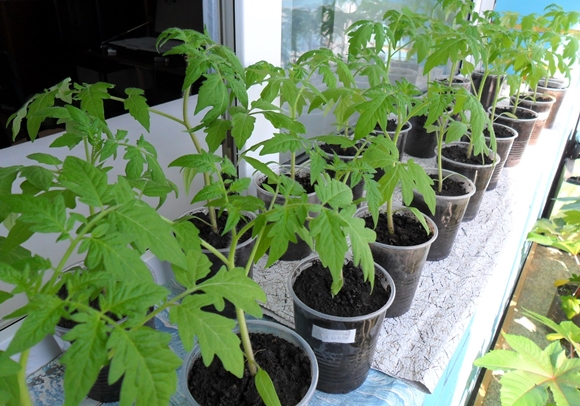 plants de tomates Dobry F1