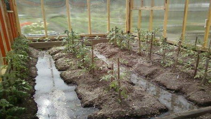 plantation de tomate