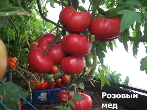 miel de tomate rosa en el jardín