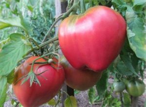 Ciri dan keterangan mengenai varieti tomato Batianya, hasilnya