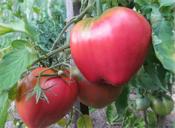 tomates de papa