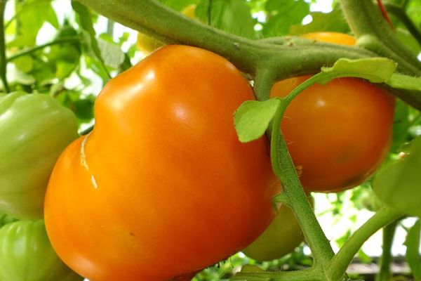 récolte de tomates