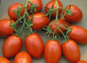 Caractéristiques et description de la variété de tomate Shuttle, son rendement