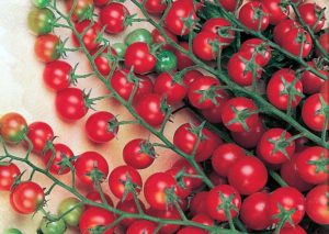 Caractéristiques et description de la variété de tomate Krasnaya Grazd, son rendement