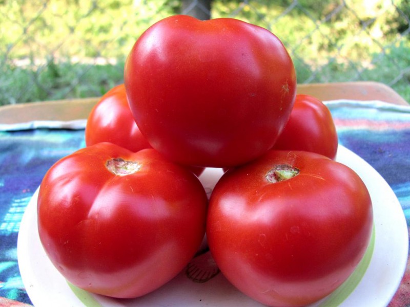 Tomate Ural F1