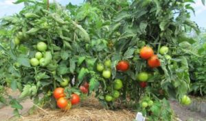 What varieties of low-growing tomatoes are best for open ground