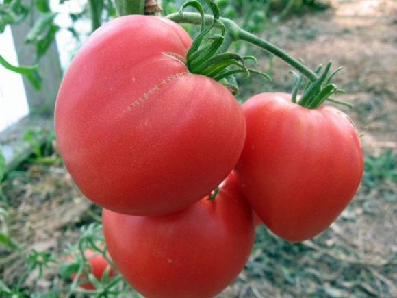 Tomate corazón bovino en campo abierto