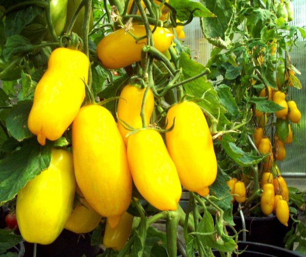 yellow tomato bananas