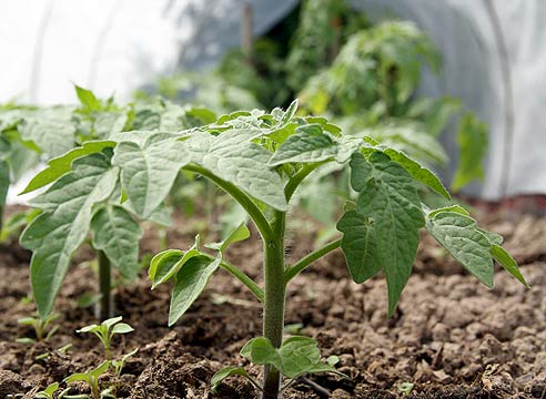 tomato seedlings in a greenhouse