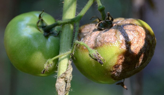 enfermedad del tomate