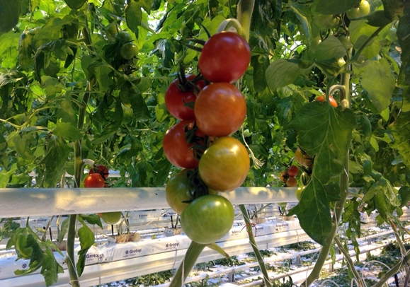 buissons de tomates t 34