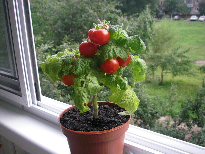 bonsai tomato on the balcony