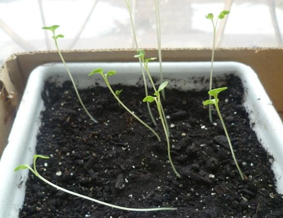 semis de tomates minces dans un pot