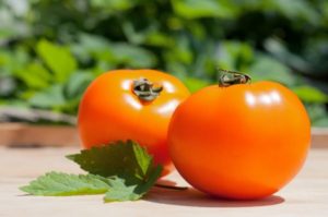 Caractéristiques et description de la variété de tomate kaki, son rendement