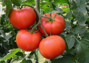 Characteristics and description of the tomato variety Bogata Khata, its yield