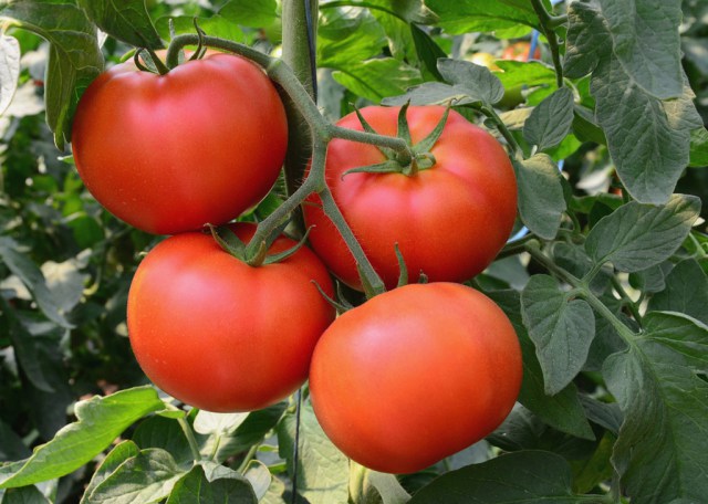 tomatoes rich hut in the open field