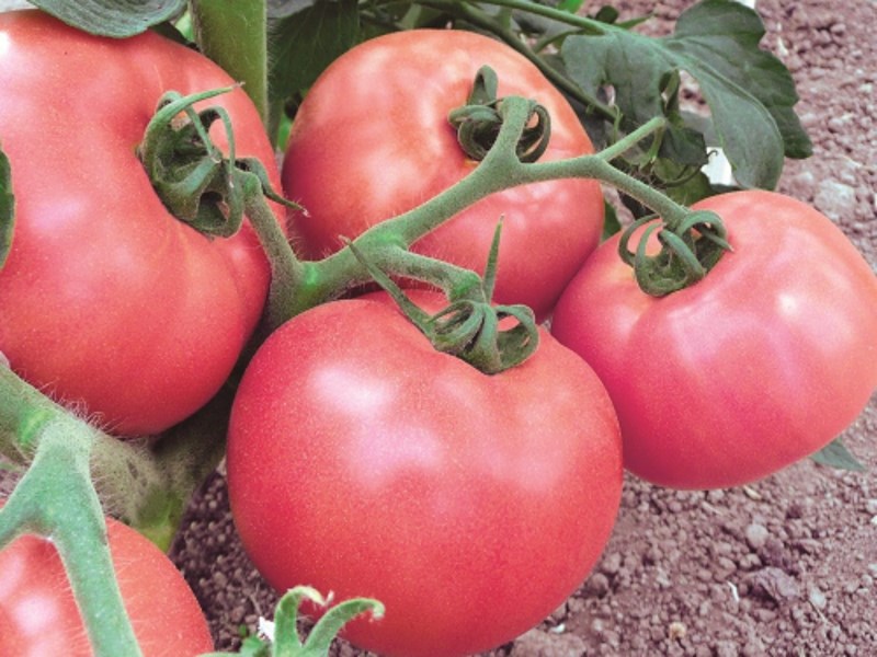 vizconde de tomate y frambuesa