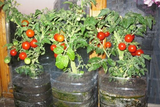 bonsai tomato in a pot