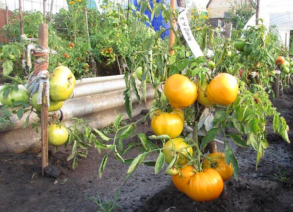 récolte de tomates