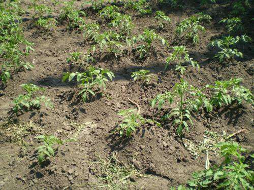 plántulas de tomate en el jardín