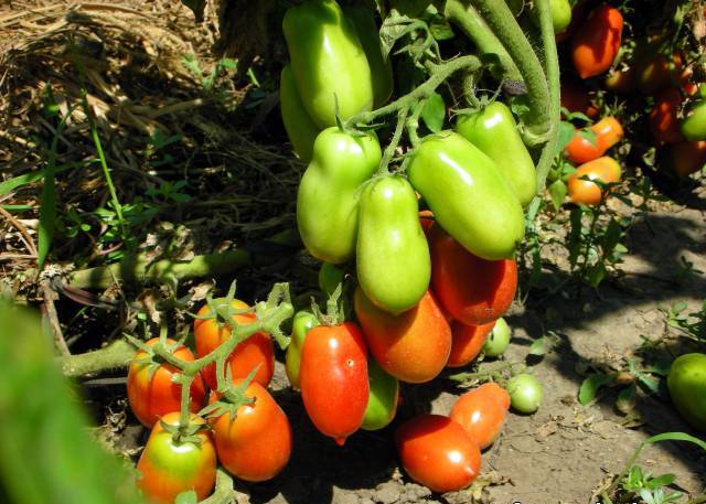 cohete de arbusto de tomate