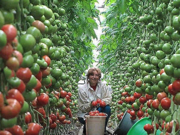 la culture de la tomate