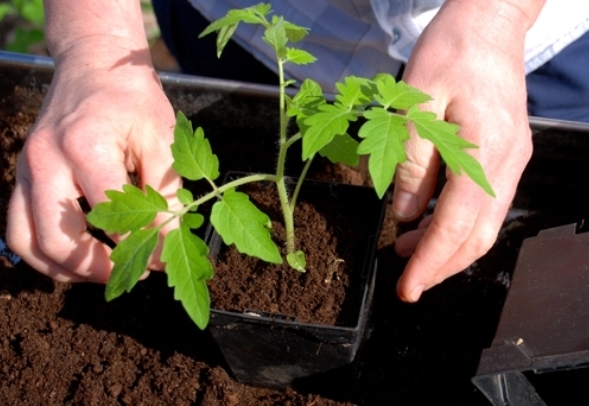 planting tomato seedlings