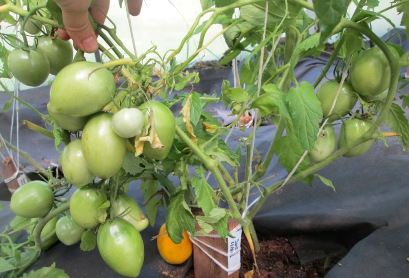 tomates atados