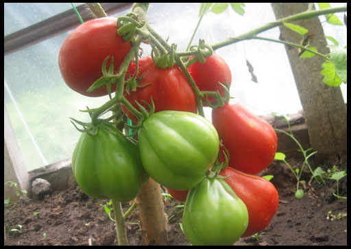 trufa roja en el jardín