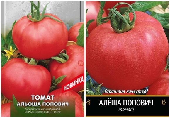 biji tomato alesha popovich