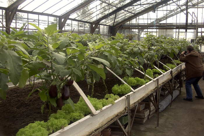 plants d'aubergines dans la serre