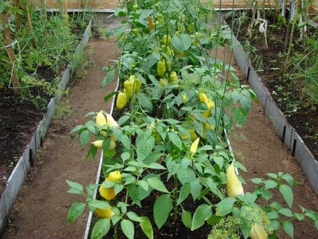 pimientos y tomates