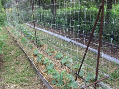 shaping cucumbers in the open field