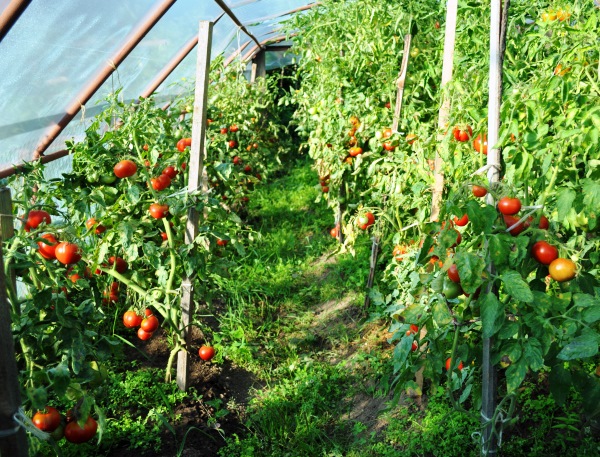 Siberian early ripening tomato in a greenhouse