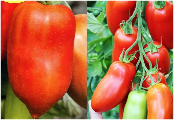 variedad de tomate hugo en forma de pimiento