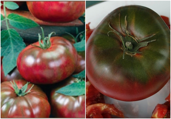 tomato black rush