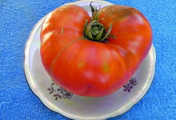 tomato kekal panggilan di pinggan