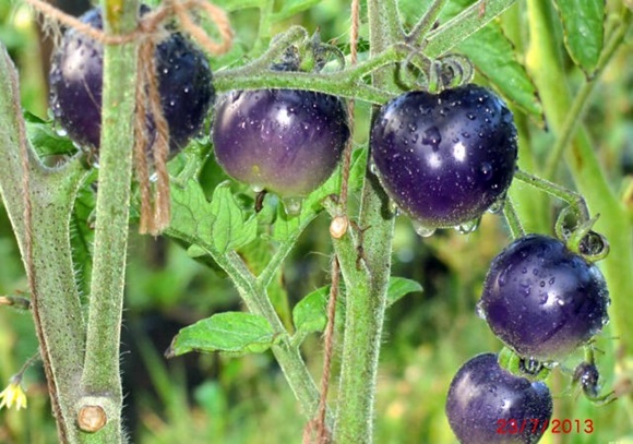 arbustos de tomate ramo azul