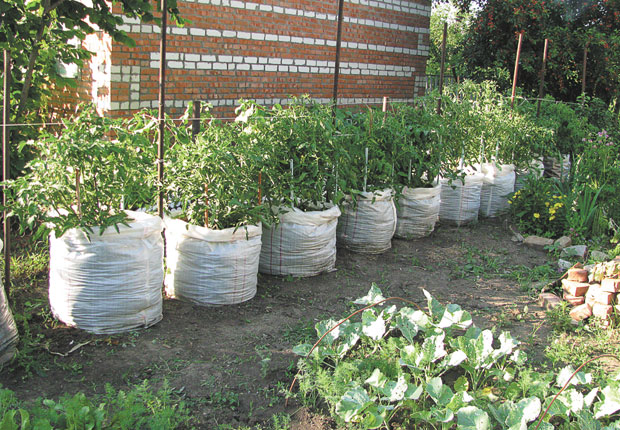 growing tomato