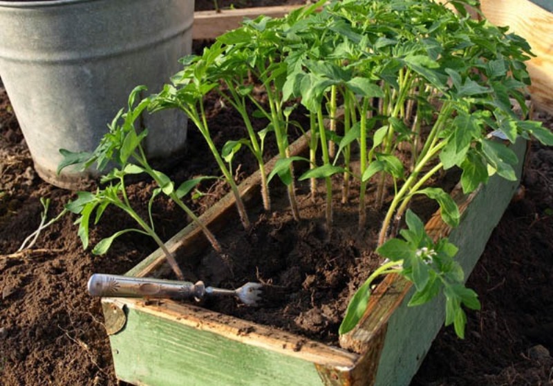 tomato seedlings in a box