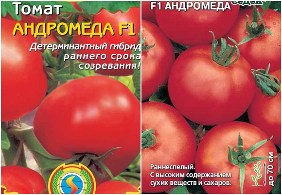 graines de tomate andromède