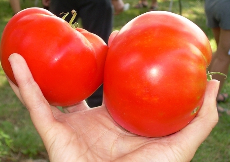 appearance of a tomato Cosmonaut Volkov