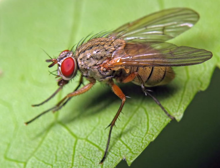 cabbage fly