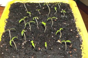 An overview of new methods of growing tomato seedlings without land