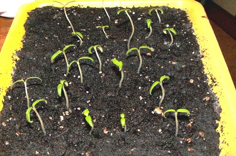 tomato seedlings