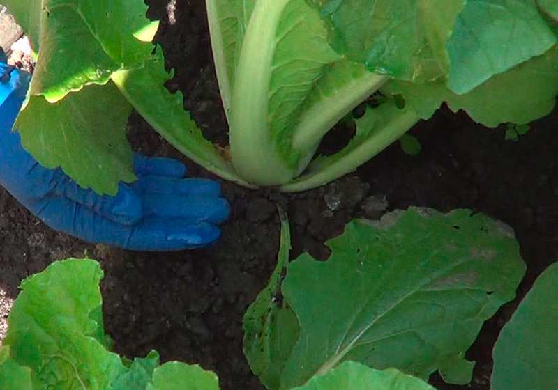 caring for Chinese cabbage in the garden