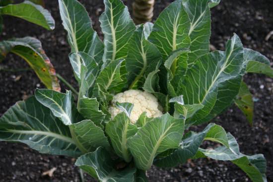 le chou-fleur pousse dans le jardin