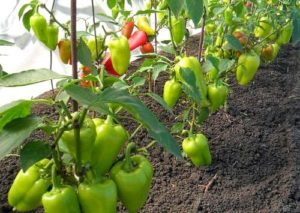 Why peppers do not grow in an open field greenhouse after planting and what to do